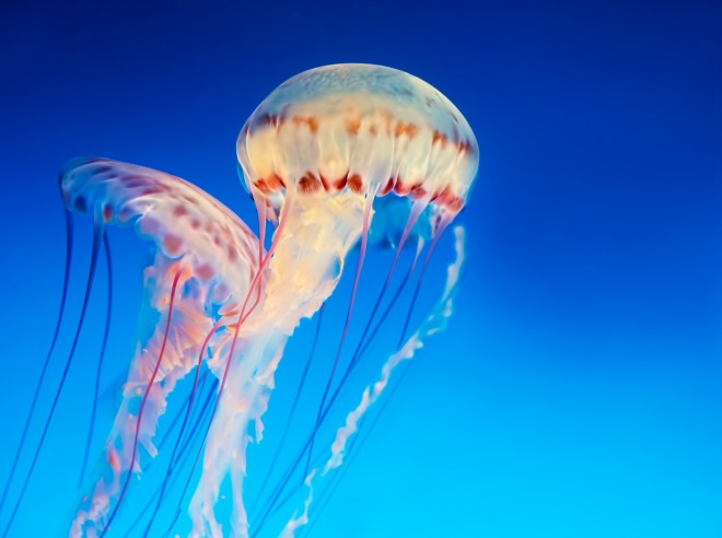 Is an increase in jellyfish an adaptation to climate change? Image: "Two Jellyfish" by Rex Boggs, CC BY-ND 2.0.