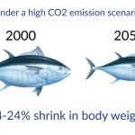 COP21: Where have all the fish gone? How climate change is displacing marine species.