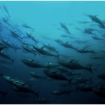The status and future of bluefin tunas in our global ocean: The Bluefin Futures Symposium