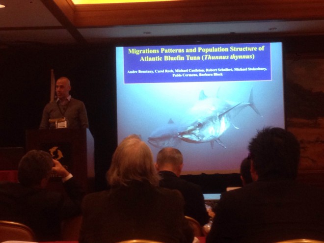 Boustany opened the first session of the three-day event with a synopsis of our knowledge on ‘Migration patterns and population structure of Atlantic bluefin tuna (Thunnus thynnus)