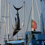 アメリカ北西大西洋におけるマグロやカジキの理想の漁業条件を調査