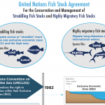 Managing straddling and highly migratory fish stocks: Nereus holds side event at the UN Fish Stocks Agreement Review
