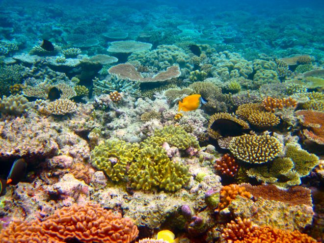 Image: "The Great Barrier Reef - 164" by Kyle Taylor, CC BY 2.0.
