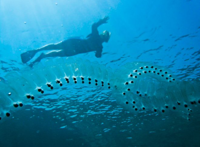 Image: "Salp in the Red Sea" by Lars Plougmann, CC BY-SA 2.0.