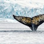 南極海における紛争解決と調査捕鯨