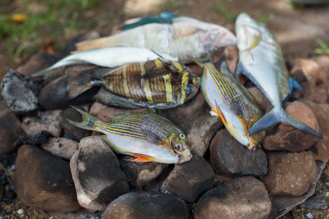 Reef fish are cooked on hot rocks, Santupaele village, Western Province, Solomon Islands. Photo by Filip Milovac.
