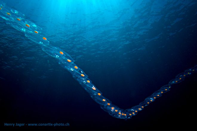 "Salps" by Henry Jager, CC BY-NC-ND 2.0.