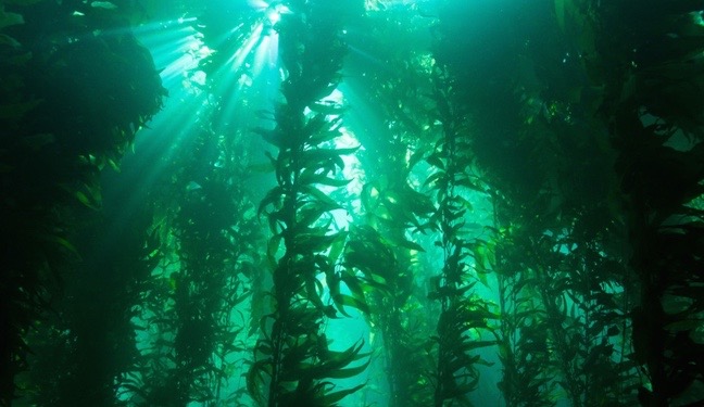"Kelp Forest" by NOAA's National Ocean Service, CC BY 2.0