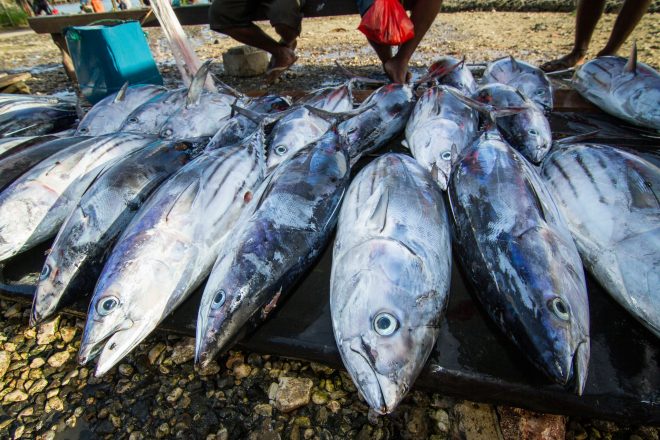 Image: Tuna for sale at Auki market, Malaita Province, Solomon Islands. Photo by Filip Milovac., WorldFish, CC BY-NC-ND 2.0.