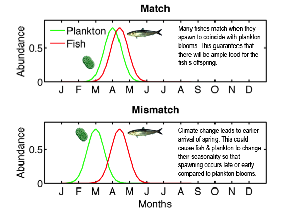 blog_rebecca asch-seasonality plankton fish