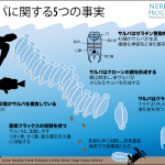Our jelly-like relatives:サルパ類に関する誤認識