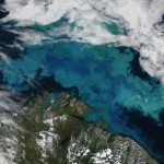 植物プランクトンから巨大マグロまで：気候変動が海の生態系のエネルギーの流れに及ぼす影響
