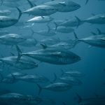 違法漁業撲滅のためにブロックチェーンが果たす役割