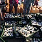 減少する支援金、増加する問題ー漁業の公正性