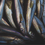 食物連鎖を通した海洋生態系の変化と過剰漁業（over-fishing)の関係性