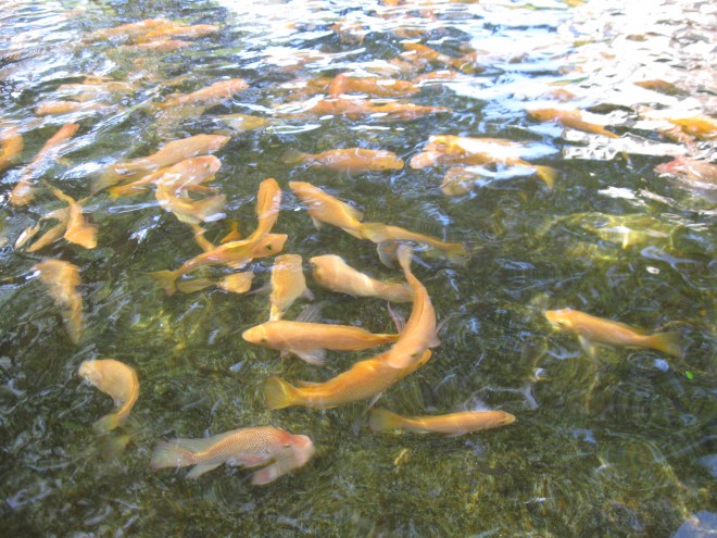 Image: "Bytemarks" by Aquaculture, CC BY 2.0. 