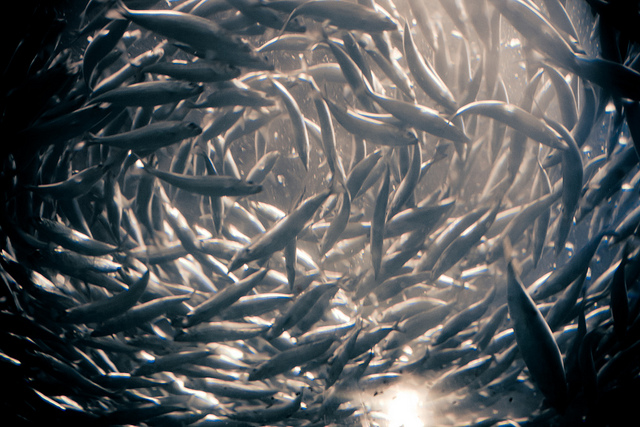 Image: "Swirling schools of Anchovies" by Cliff, CC BY 2.0