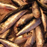 Climate change could cut First Nations fisheries’ catch in half