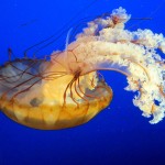 Jellyfish for dinner: Is fishing a viable solution to the increase in jellyfish blooms?