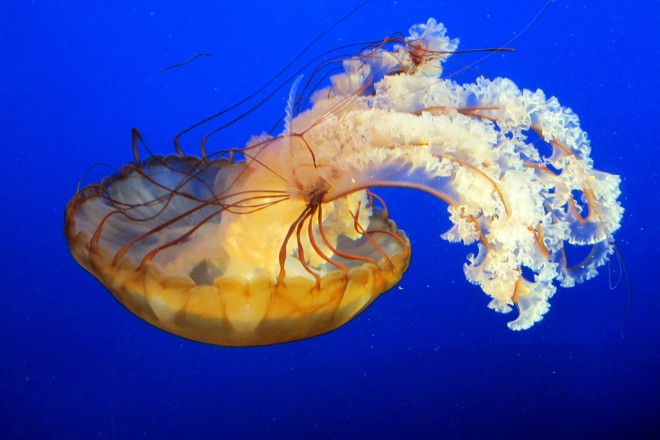 Image: "Jellyfish" by Eric Bauer, CC BY 2.0.