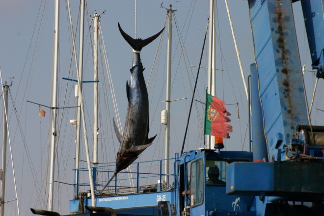 Image: "Hooking a swordfish" by Paul Glavin, CC BY-NC-ND 2.0.