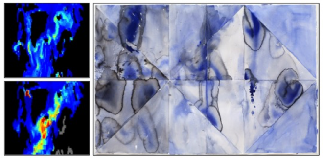 Left: Colormap image from the North Atlantic showing gradations in the variability of phenology of phytoplankton and fishes.  Credit: Rebecca Asch.  Right: Argus Peacock, watercolor on paper. Credit: Clare Asch. 