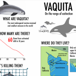 The impending extinction of the vaquita is not just a fishing problem — it’s a social and ecological one too