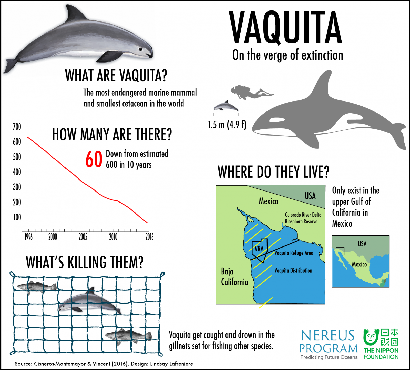 The impending extinction of the vaquita is not just a fishing problem