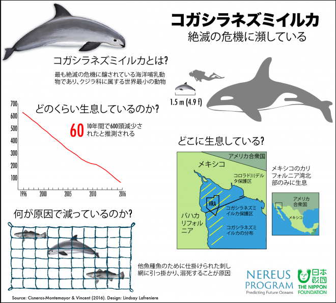 Vaquitas infographic JAPANESE