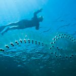 Rethinking the Role of Salps in the Ocean