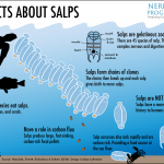 Our jelly-like relatives: Common misconceptions about salps
