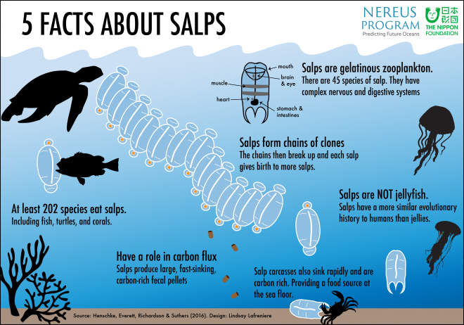5-facts-about-salps-infographic