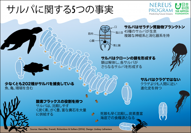 5-facts-about-salps-japanese-infographic
