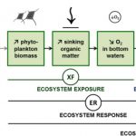 Spatial differentiation of marine eutrophication damage indicators based on species density