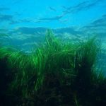 静かな草原から海洋まで：なぜ海草の草原が魚に重要なのか
