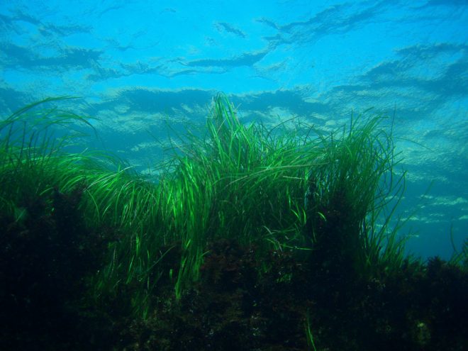 From quiet meadows to open ocean: why seagrass meadows are important for  fisheries