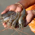 Solutions to blue carbon emissions: Shrimp cultivation, mangrove deforestation and climate change in coastal Bangladesh