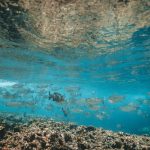 Global change in the trophic functioning of marine food webs