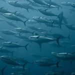 Western & Central Pacific Fisheries Commission (WCPFC) Meeting — Managing tropical tunas