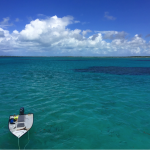 In Pursuit of Parrotfish: Fieldwork in Antigua and Barbuda